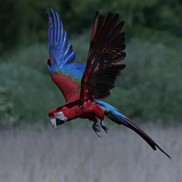 A red and blue green winged macaw with wings spread wide flies against a dark background