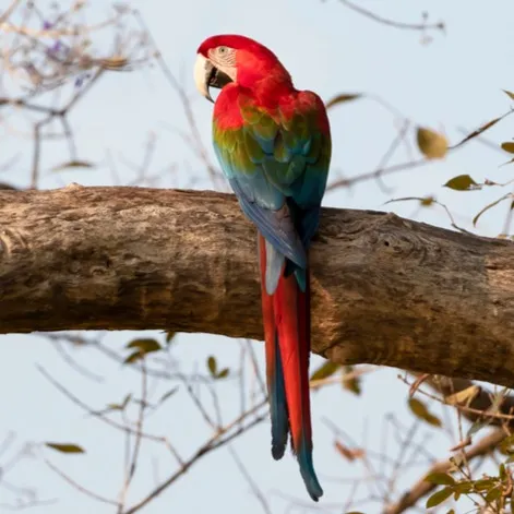 A red and green winged macaw with a blue tail perches on a thick tree branch looking back