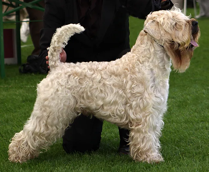 A light colored  curly haired Soft Coated Wheaten Terrier stands in profile on green turf