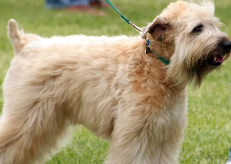 A medium sized tan Soft Coated Wheaten Terrier stands in profile on green grass wearing a green leas