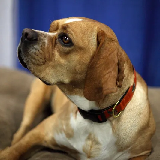 A tan and white dog possibly a Portuguese Pointer mix with floppy ears and a red and black collar