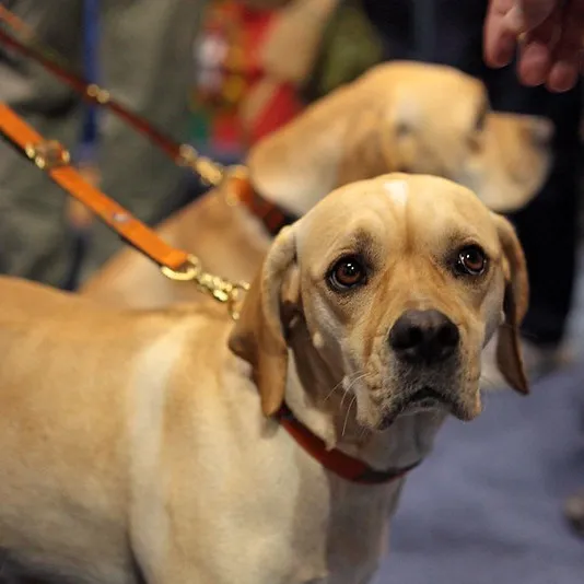 Two tan Portuguese Pointers with expressive eyes and floppy ears are on leashes
