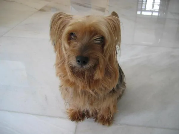Small tan and gray Silky Terrier with long hair sits on a white tiled floor