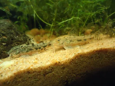 Two Dusky Corydoras fish camouflaged against the sandy bottom of a planted aquarium