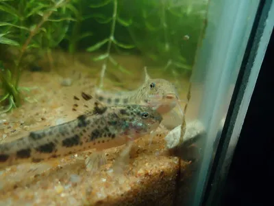 Two Dusky Corydoras fish with mottled patterns rest on sandy bottom of an aquarium