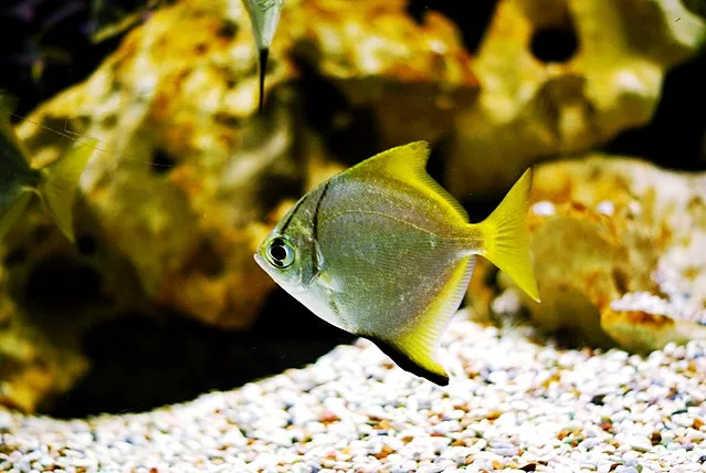 A silvery disc shaped fish with bright yellow fins swims over pebbles in an aquarium