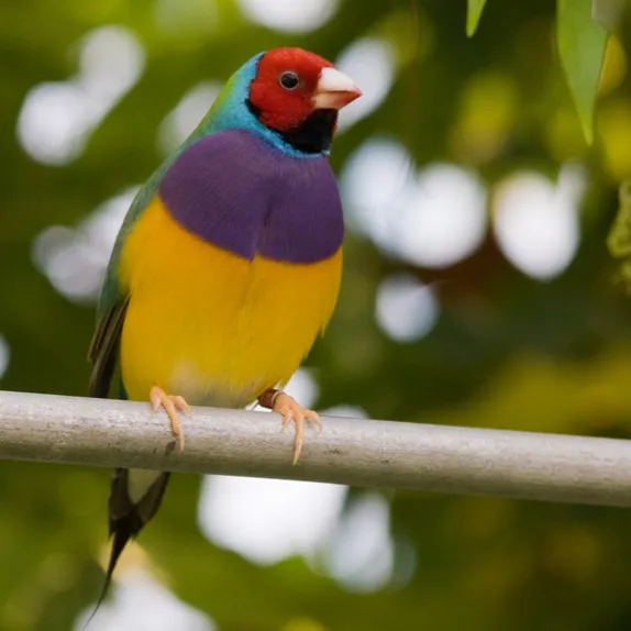 A colorful Gouldian finch with a red head black face purple chest and yellow belly