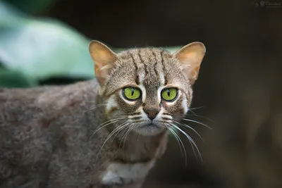 A small wild cat with gray fur reddish spots and striking green eyes looks directly at the viewer