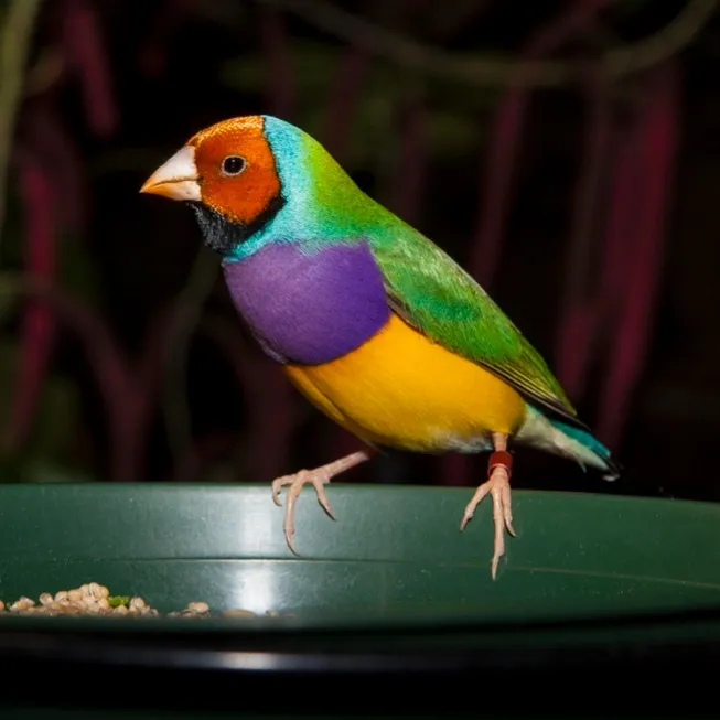 A colorful Gouldian finch with orange head and purple chest perches on a green bowl