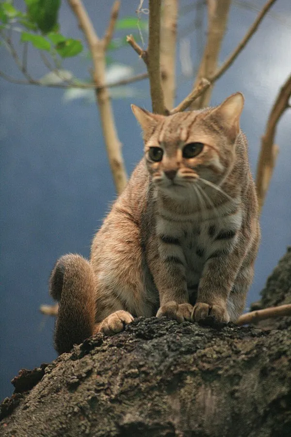 A small tan Rusty spotted cat with dark stripes sits on a textured branch its bushy tail curled