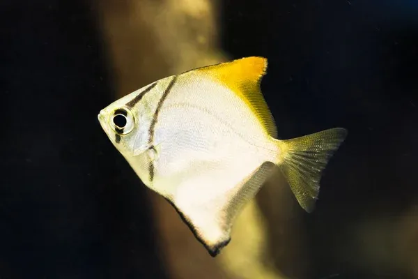 A shimmering silver dollar fish with a golden top fin and tail swims in clear water