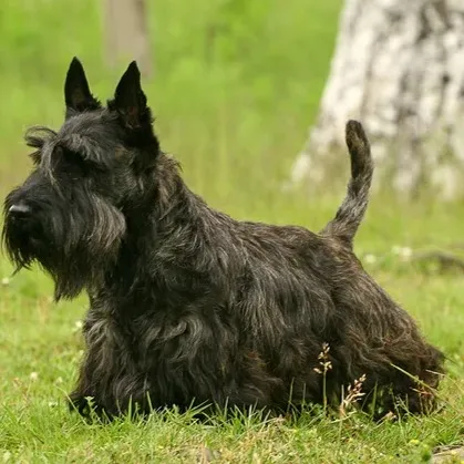 A black Scottish Terrier with a wiry coat sits on green grass looking to the left