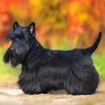 A black Scottish Terrier stands in profile on a light surface with blurred orange and green behind