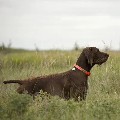 A brown wiry haired Pudelpointer wearing an orange collar stands in tall green grass