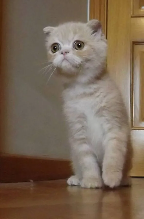 A small fluffy cream colored kitten with folded ears and large expressive brown eyes