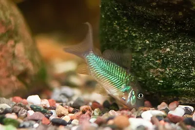 A shimmering emerald corydoras fish with striped patterns rests on colorful gravel in an aquarium