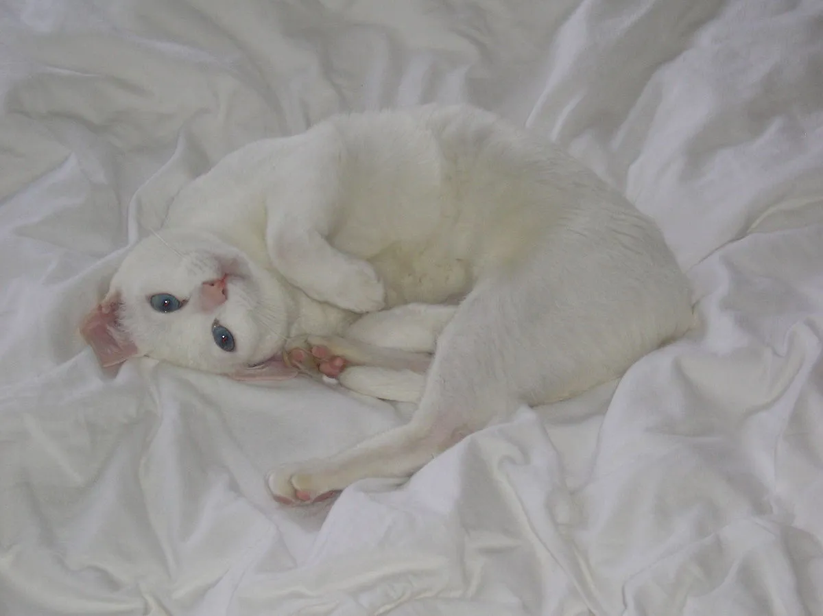 A white cat with blue eyes lies curled on wrinkled white bedding looking up at the camera