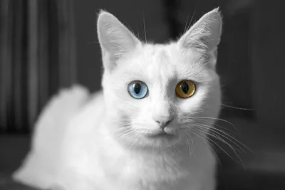 A striking white cat with heterochromia one blue eye and one golden eye gazes