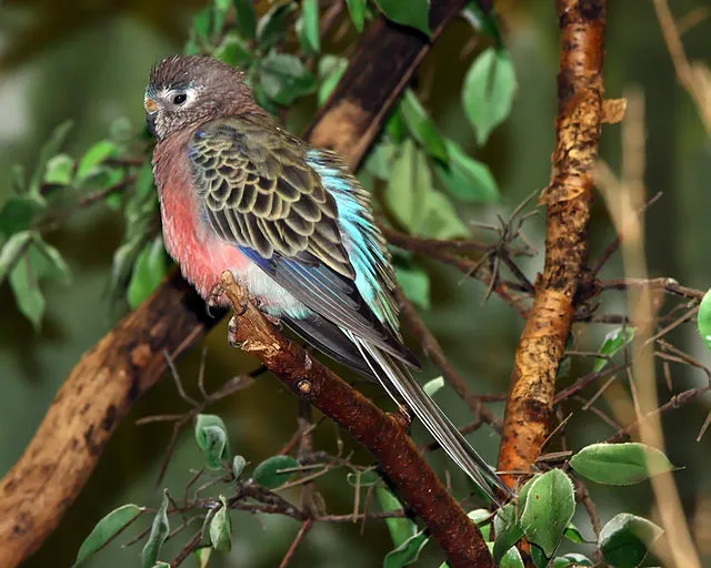 A pink and brown Bourkes parrot with blue and grey wings perches on a leafy branch