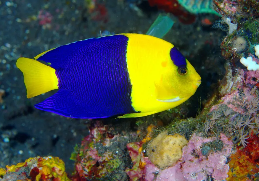 A Bicolor Angelfish with a bright yellow head and dark blue body swims near coral