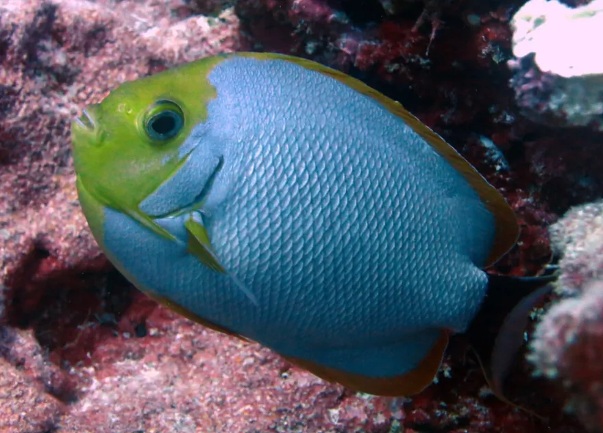 A Masked Angelfish with a green head and light blue body swims near pink coral