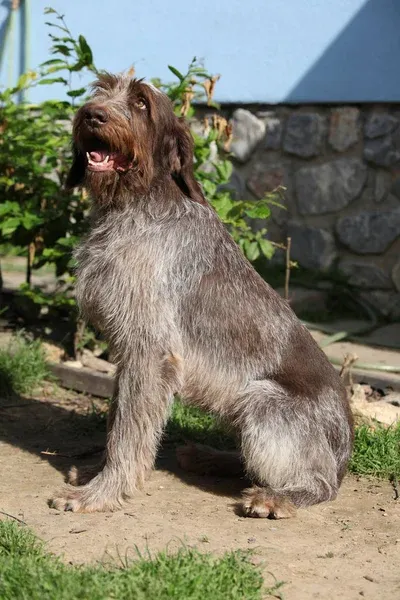 Brown and gray Spinone Italiano dog with a beard sitting on dirt