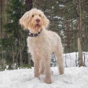 White Spinone Italiano dog with a brown collar standing in snow