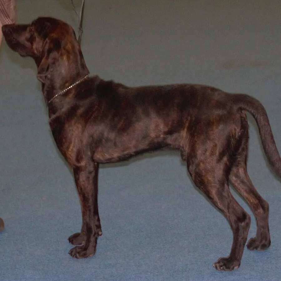 A dark brindle Plott Hound stands in profile on a blue surface
