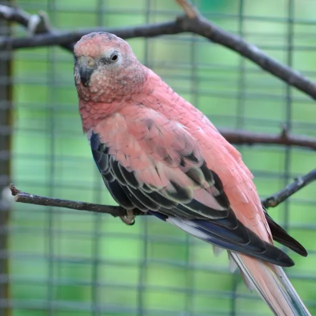 A pink Bourkes parrot with black and blue markings on its wings perches on a branch