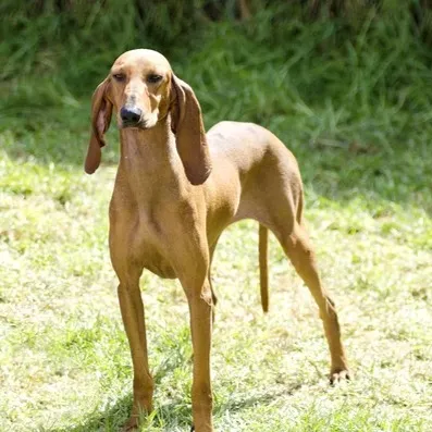 Tan Segugio Italiano with very long floppy ears stands on green grass