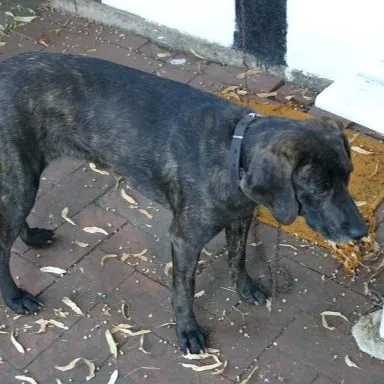 A dark brindle Plott Hound dog with floppy ears and a black collar stands on a brick surface