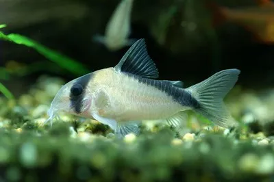 A False Bandit Corydoras catfish rests on green gravel in a freshwater aquarium