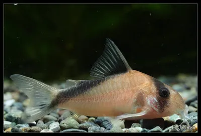A False Bandit Corydoras catfish with a dark stripe rests on a bed of small rocks