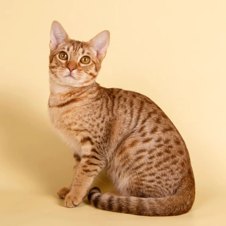 A tan Ocicat with dark spots and stripes sits gracefully on a light yellow background