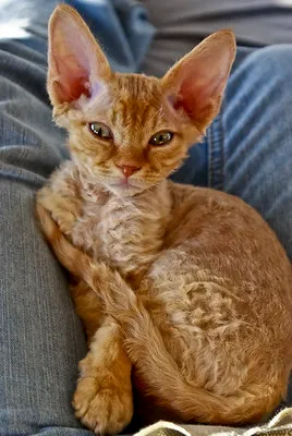 Ginger Devon Rex kitten with large ears rests on blue jeans