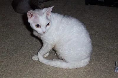 White Devon Rex cat with curly fur sits on a carpet