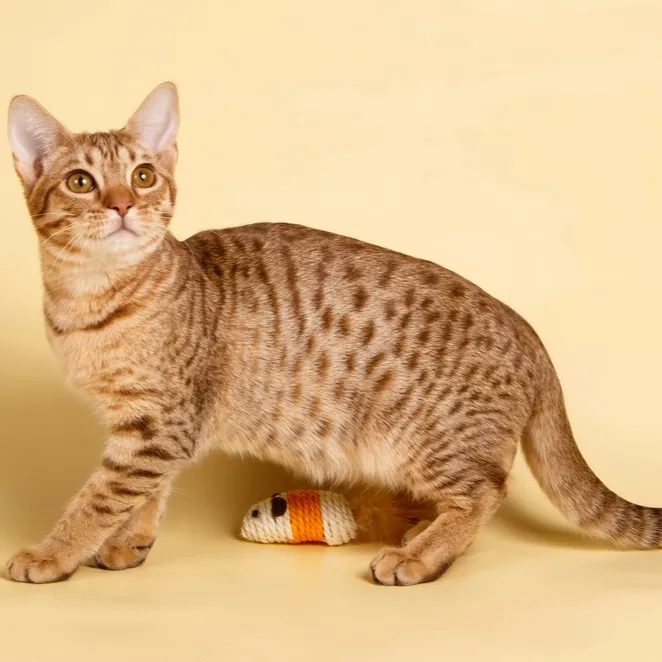 A tan Ocicat with dark spots and stripes stands over a small toy mouse on a light yellow background
