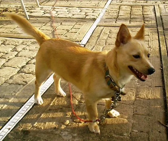Tan Podengo Pequeno on leash stands on pavement