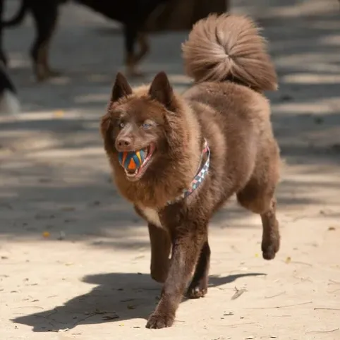 Brown fluffy Pomsky dog with light eyes runs on ground holding a colorful ball in its mouth