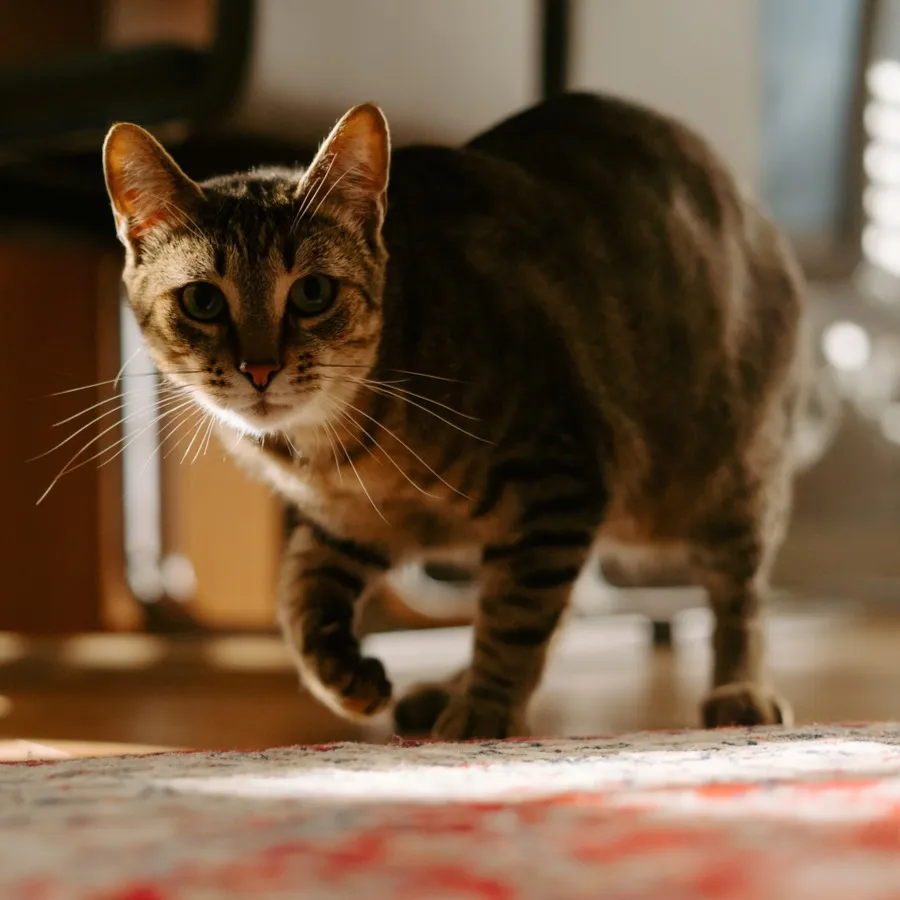 Brown tabby cat with green eyes walks forward on a patterned surface in a sunlit room
