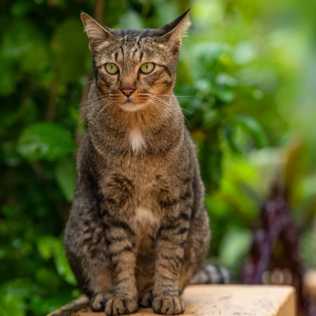 Brown tabby cat with green eyes and black stripes sits upright against a blurred green background