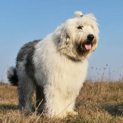 A large fluffy Old English Sheepdog with white and gray fur stands on dry grass