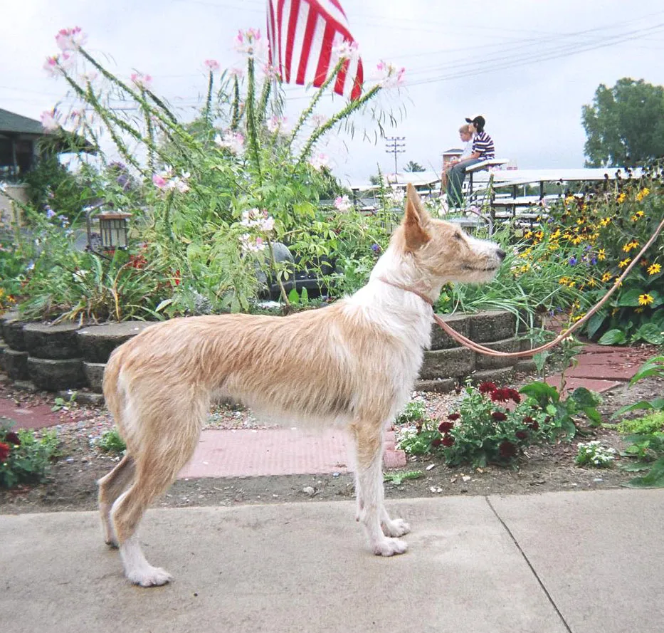 Tan and white Podengo Pequeno with erect ears stands on a leash in a garden