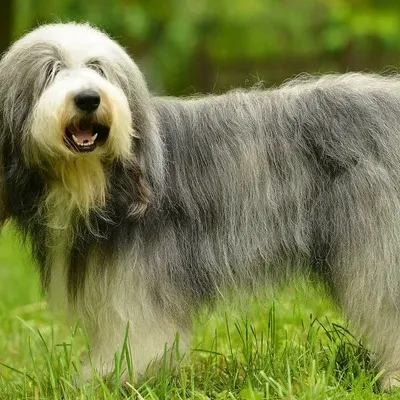A large shaggy Old English Sheepdog with gray and white fur stands in green grass