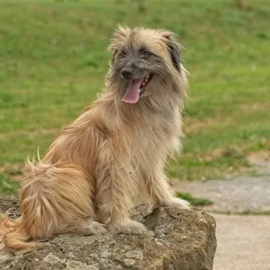 A happy medium sized Pyrenean Shepherd dog with long light brown and black fur
