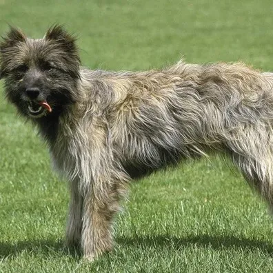 A medium sized gray and black Pyrenean Shepherd stands on green grass with its tongue out