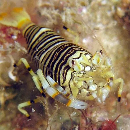 A bumblebee shrimp with black and yellow stripes intricate patterns and delicate legs underwater