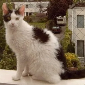 A white LaPerm cat with black patches sits on a ledge outdoors its curly fur visible