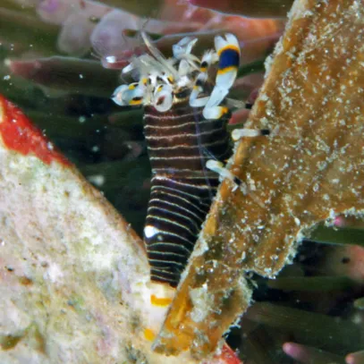 bumblebee shrimp with black and white stripes blends into its aquatic surroundings  green plants