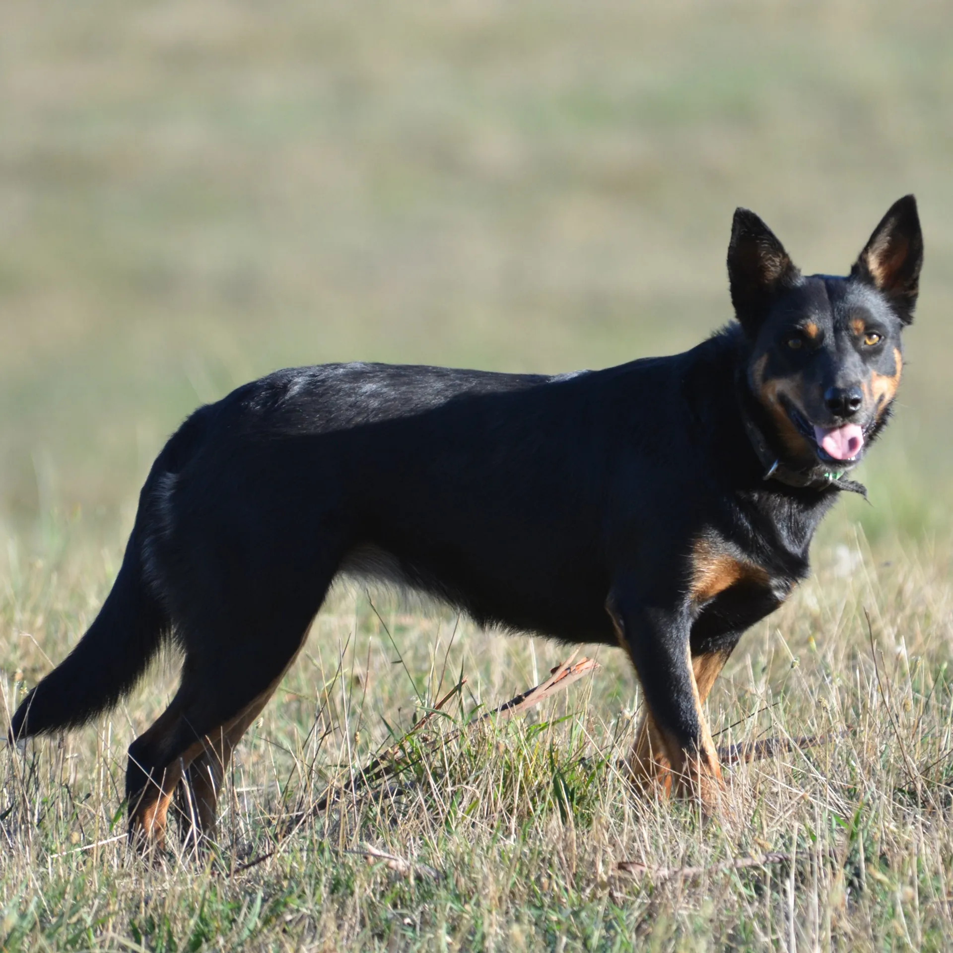 Black and tan Australian Kelpie dog stands in dry grass and pointed ears up